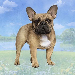 French Bulldog stone coasters